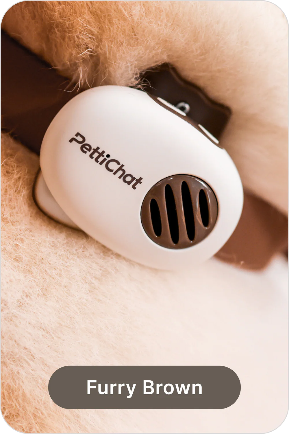 Pettichat